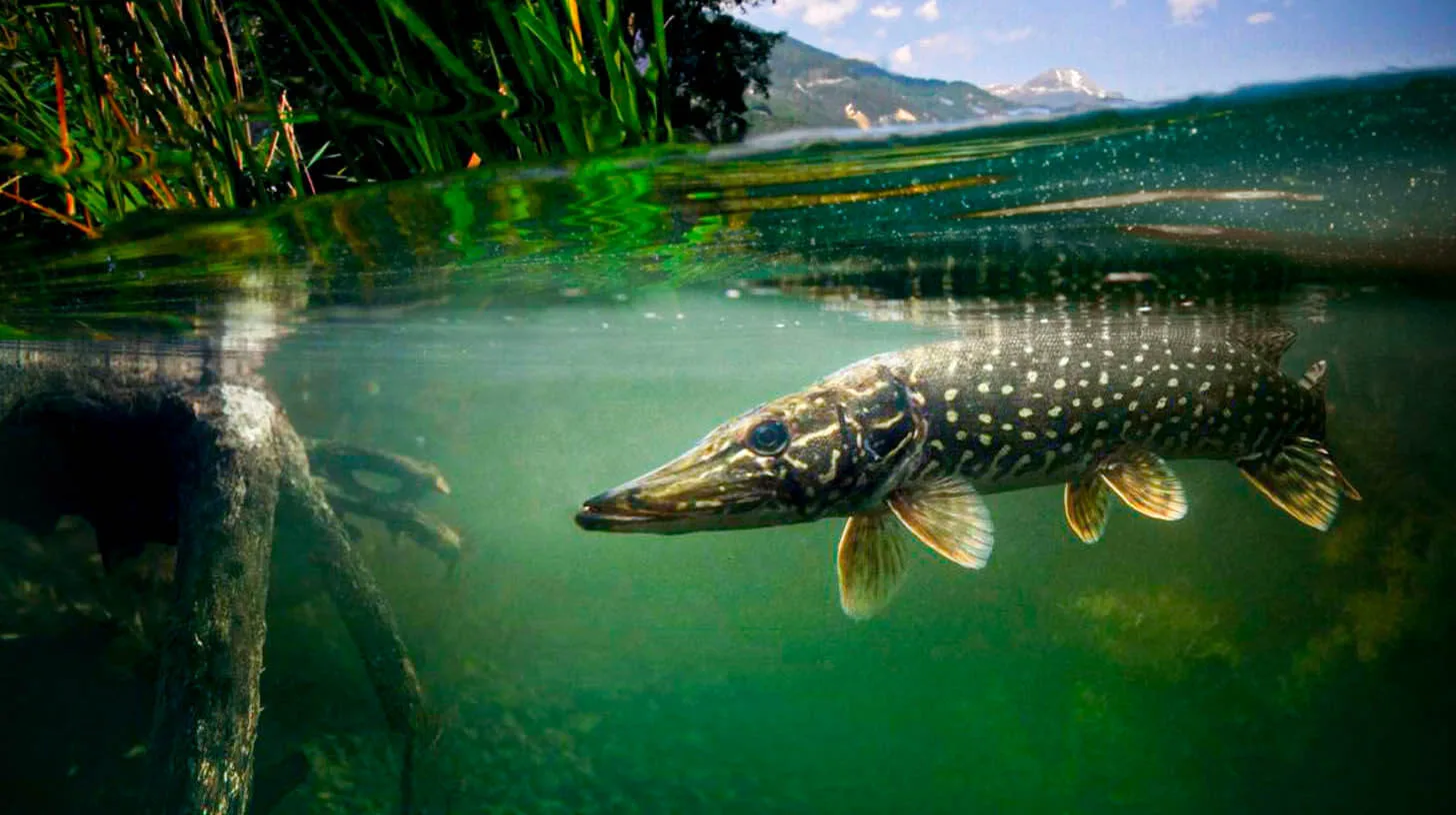 Pêche des carnassiers ce que font (vraiment) les pêcheurs en attendant l’ouverture